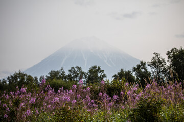 Flowers in the valley of the Gorely volcano