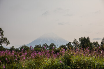 Flowers in the valley of the Gorely volcano