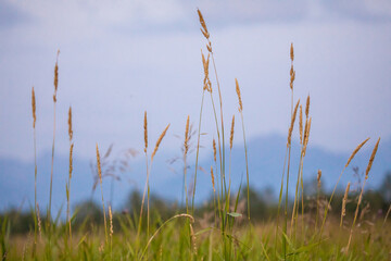 Fog in the Kamchatka forest