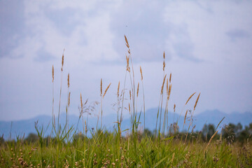Fog in the Kamchatka forest