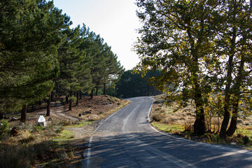 Obraz premium Empty asphalt road with turns through the forest. Fantastic view from in Kaz mount. Nature Green Leaf Plant Background Road Trees.