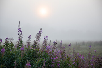 Fog in the Kamchatka forest