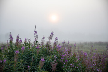 Fog in the Kamchatka forest