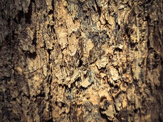 bark texture