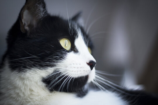 Immunodeficient black and white cat portrait