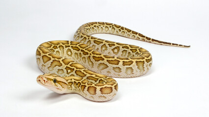 Burmese python, Indian rock python // Dunkler Tigerpython (Python bivittatus) - colour morph 