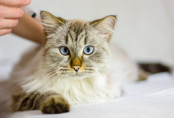 Siberian cat at the vet