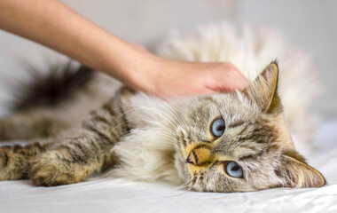 Sick sad cat