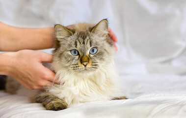 Siberian cat in hands on the bed