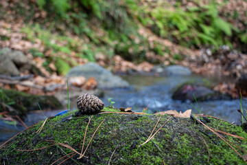 Cone in the woods, Pinecone on moss. Bumps, moss, and needles coniferous wood in the forest, Pine Cones on the ground, and grass.
