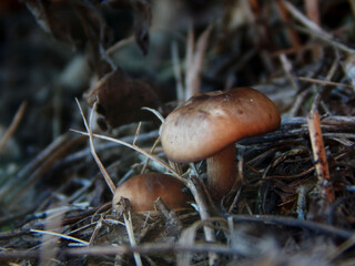 two small mushrooms in the grass