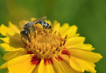 Biene auf gelber Blüte