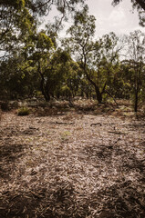Trees in the forest