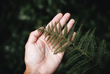 Hand holding dark green fern leaf in tropical forest outdoors. Close-up, low key, selective focus,...