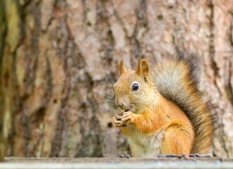 Squirrel in the park eating nut