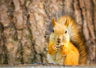 Squirrel eating seed