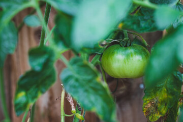 close-up of tomato plant outdoor in sunny vegetable garden