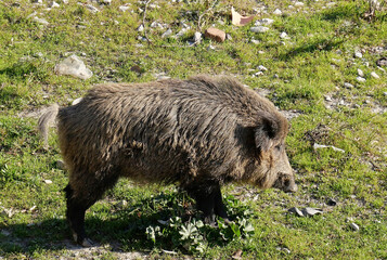 A wild boar along the dry stream of a river in an urban area