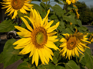sun flower in sunflower farm with work path