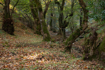 Fallen leaves in the rocky river. The rocky creek feeds into the along the River. Autumn leaves the scenic forest. beautiful forest and river landscape.