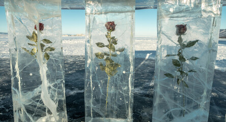Red blooming rose with petals is frozen into a piece of ice with cracks. Beautiful art object symbolizing frozen beauty.