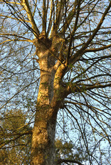 Spring View of Tree with Leafless Branches seen against Blue Sky 