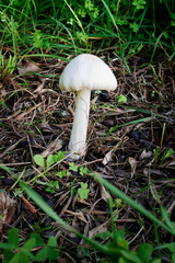 A mushroom in a meadow in Recco. Liguria, Italy