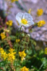 Fototapeta premium flower in garden