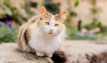Homeless grimy cat portrait. Animals are homeless. Small depth of field. A stray abandoned cat