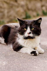 Homeless grimy cat portrait. Animals are homeless. Small depth of field. A stray abandoned cat