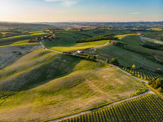 Aerial view of endless rows of grapevines around San Gimignano town. Vineyards, plantations of...