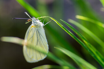 butterfly