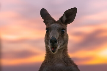 Australian kangaroo against a vivid sunset light