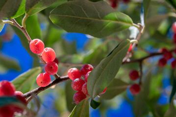 보리수 나무 열매