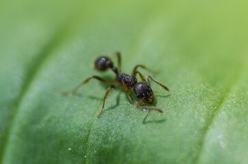 ant on leaf