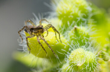 spider