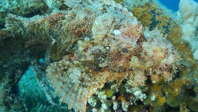 Close-up portrait of Scorpion fish lie on coral. Bearded Scorpionfish (Scorpaenopsis barbata). 4K-60fps