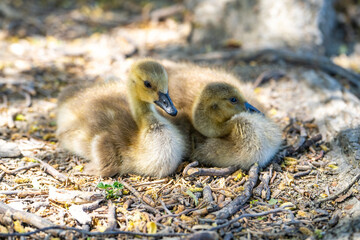 Canadian goslings resting on the ground.