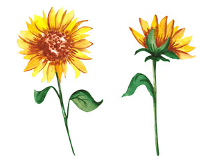 Two isolated watercolor sunflowers in loose style. For your design postcads. posters and banners.