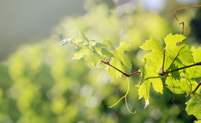 Green vine branch in a summer garden. 