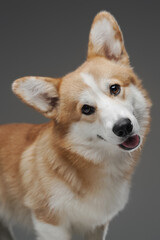 Funny canine pet corgi breed against gray background
