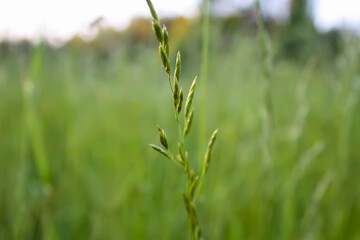 Green grass on summer meadow. 