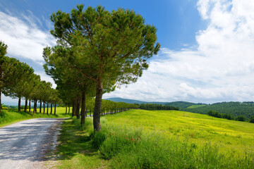 Driveway to the Italian manor house between fields of Toscana. Pine tree alley along paved road near Montepulciano, Tuscany, Italy. - obrazy, fototapety, plakaty