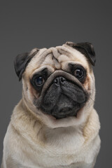 Cute pug dog with beige fur isolated on gray background