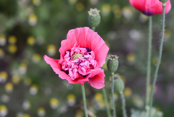Pink poppy flower in a summer garden. 