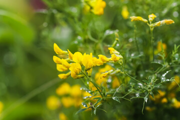 Wildflowers on summer meadow. 