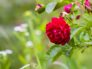 Red rose flowers in a summer park. 
