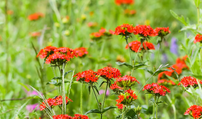 Red Lychnis flowers in a summer garden. Ornamental plants. 