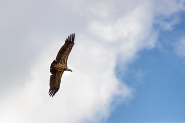 White-backed vulture, gyps africanus, in flight over the Masai Mara, Kenya. Cloud and blue sky background.