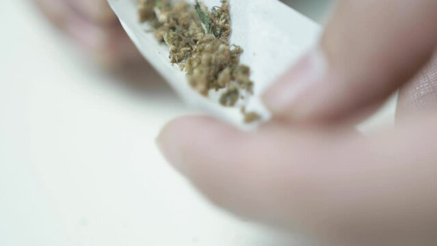 Preparing cannabis joint CBD close up 4k